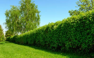 Taille des haies, on fait le point