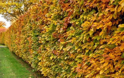 L’automne s’installe : préparez votre jardin à Poitiers