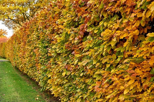 L’automne s’installe : préparez votre jardin à Poitiers