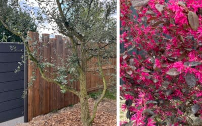Planter des arbres à l’automne pour rafraîchir votre exterieur